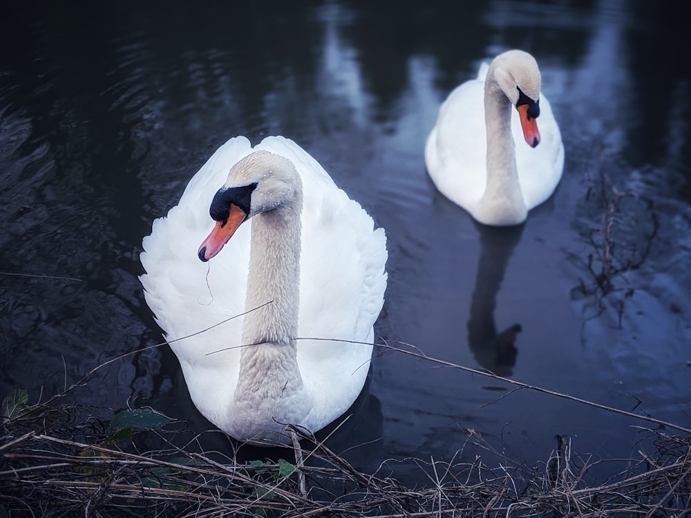 white swan on water during daytime