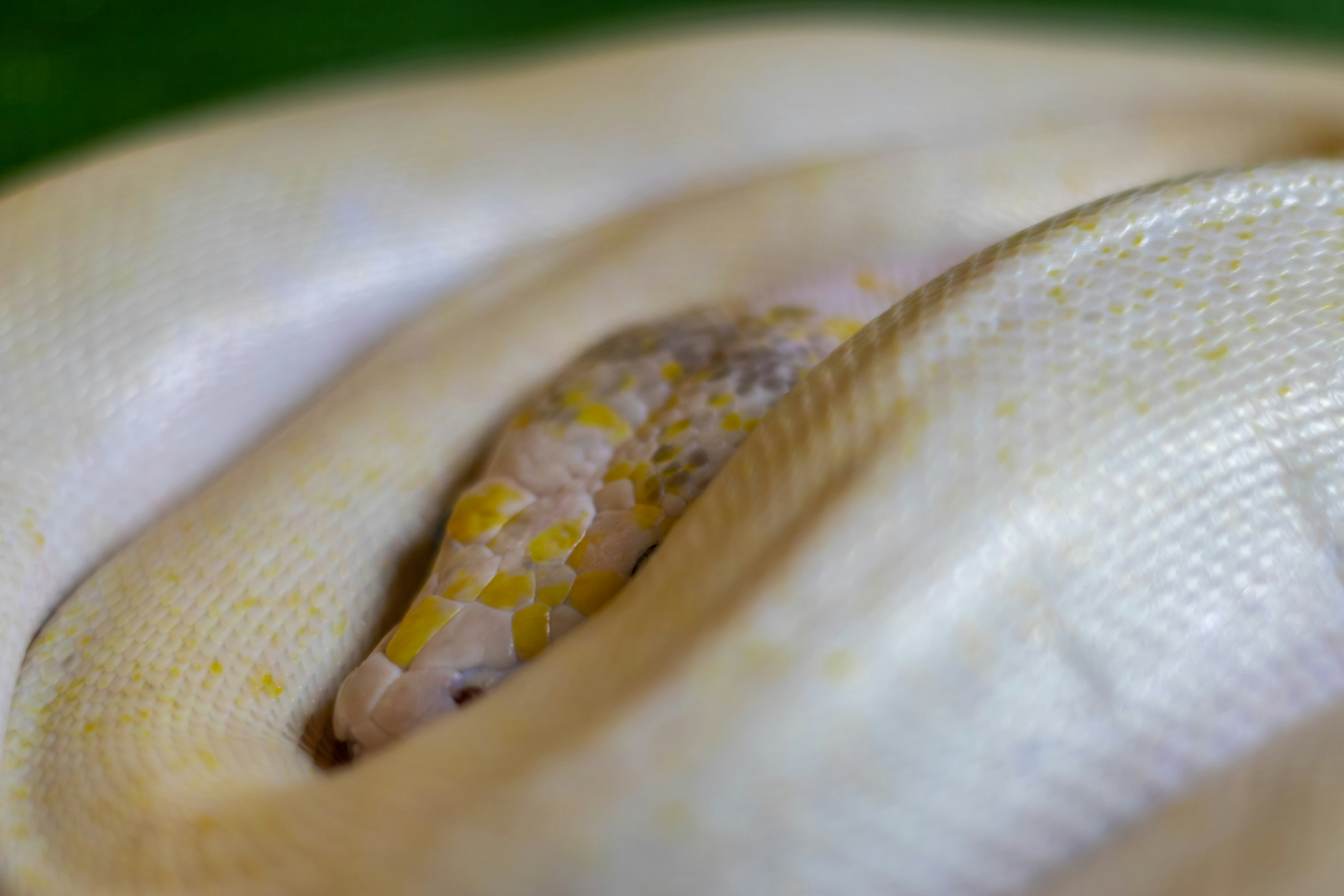 brown and white snake on white textile