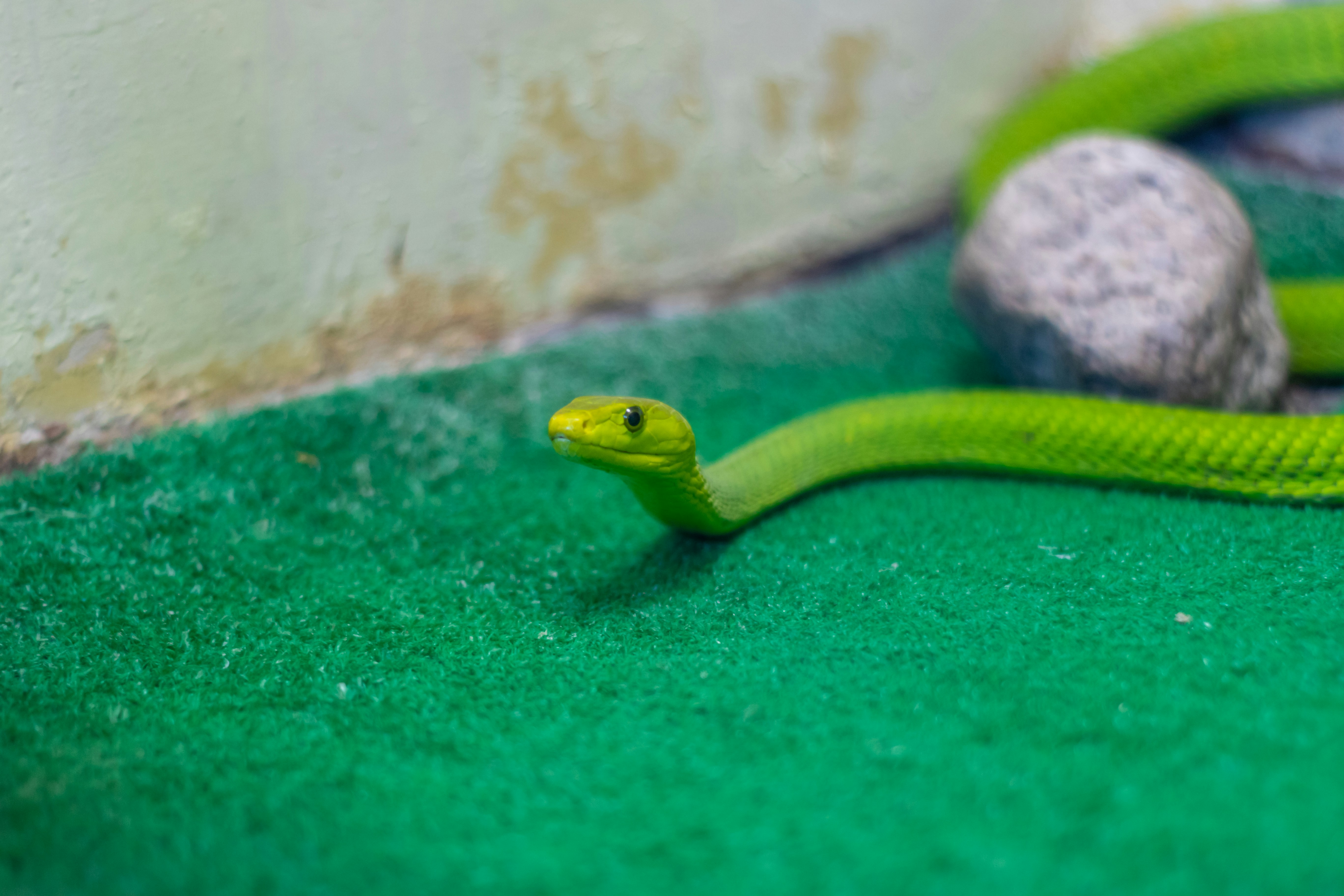 Snake