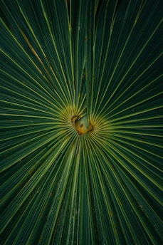 A close-up of a palm leaf with radiating lines from the center, creating a symmetrical pattern. The leaf has a central yellowish area with spreading green, narrow segments. Subtle brown spots are present, adding texture to the leaf.