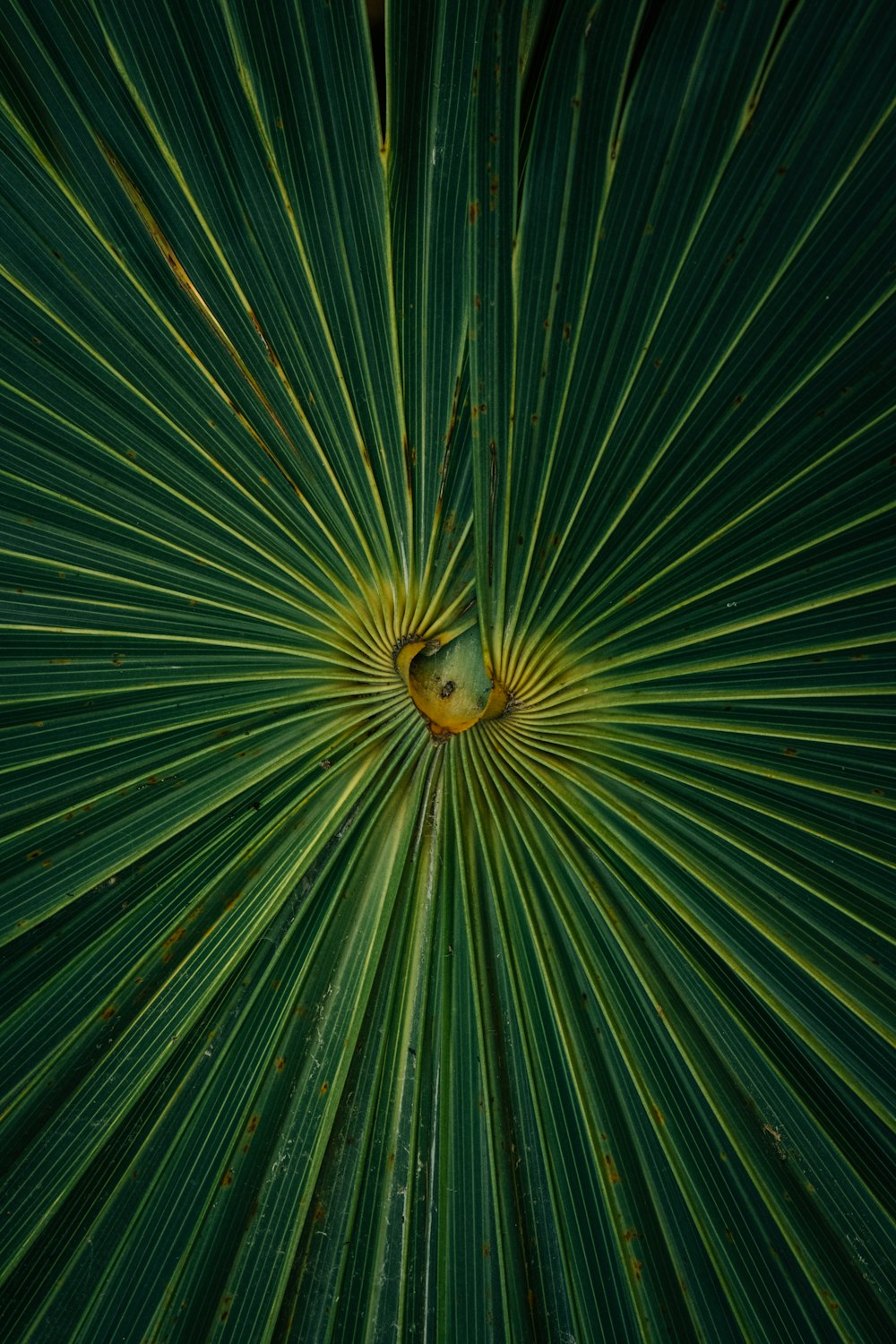 planta verde e amarela na fotografia de perto