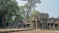 Ancient temple ruins with tall trees growing amidst the stone structures. The architecture features columns and detailed carvings, and the area is partially covered by a large tree. There are a few people walking and exploring the site.