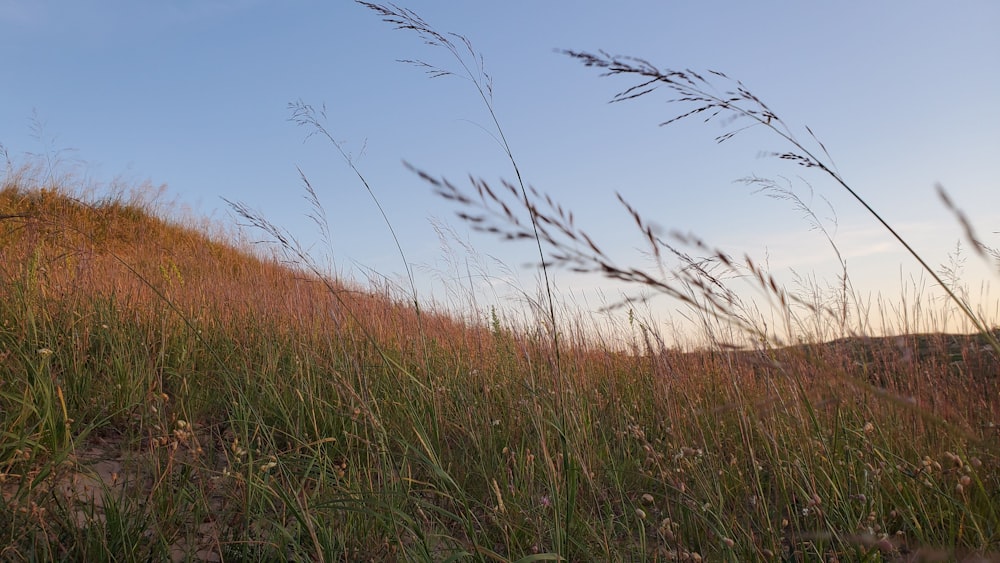 green grass field during daytime