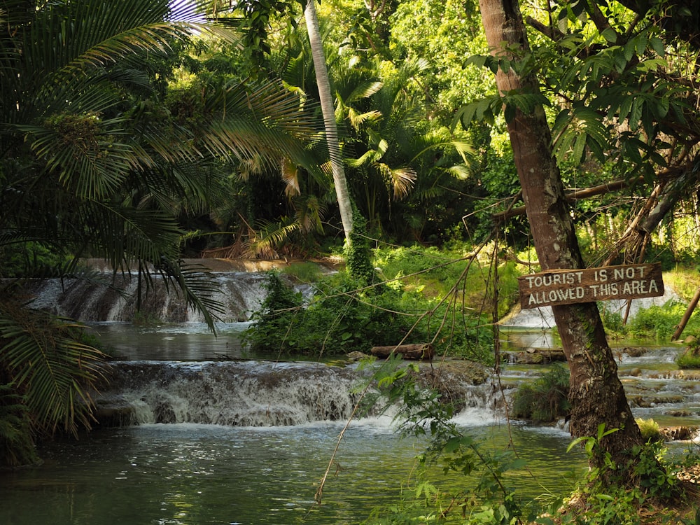 green palm tree near river