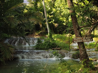 green palm tree near river