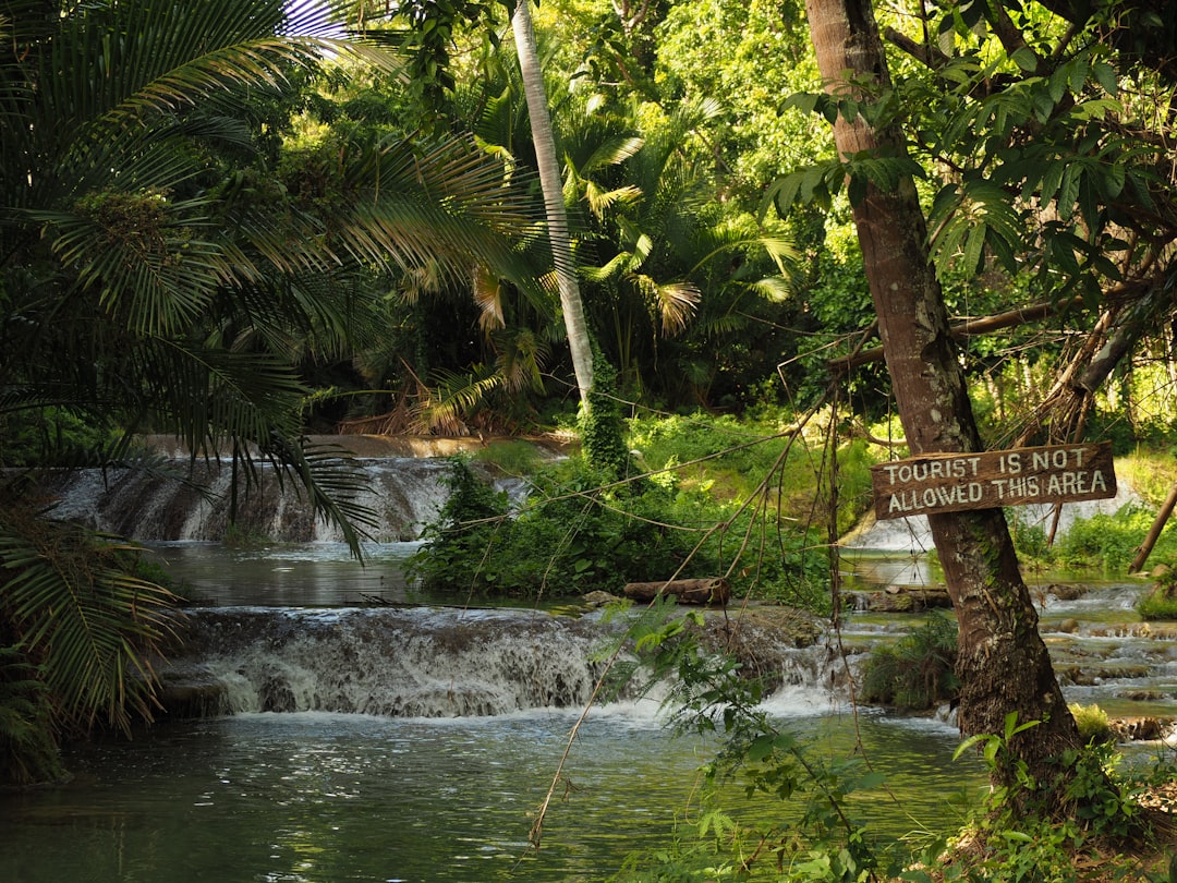 green palm tree near river, tourist is not allowed in this area.