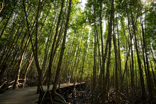 photo of Rayong Forest near Pattaya