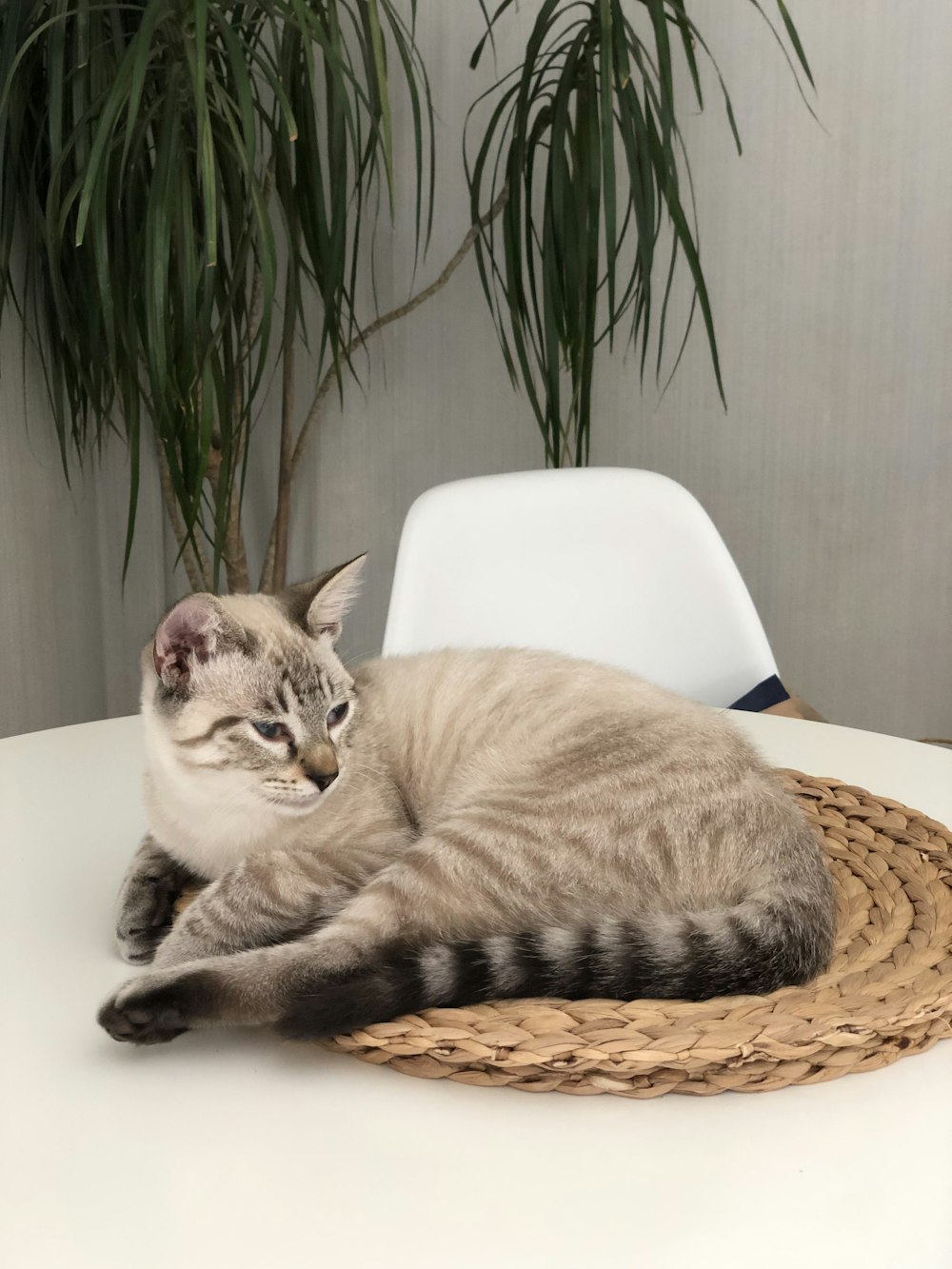 brown tabby cat lying on white chair