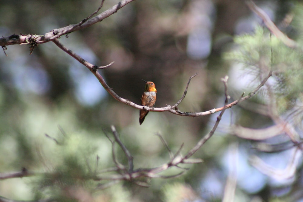 brown and black bird on tree branch during daytime