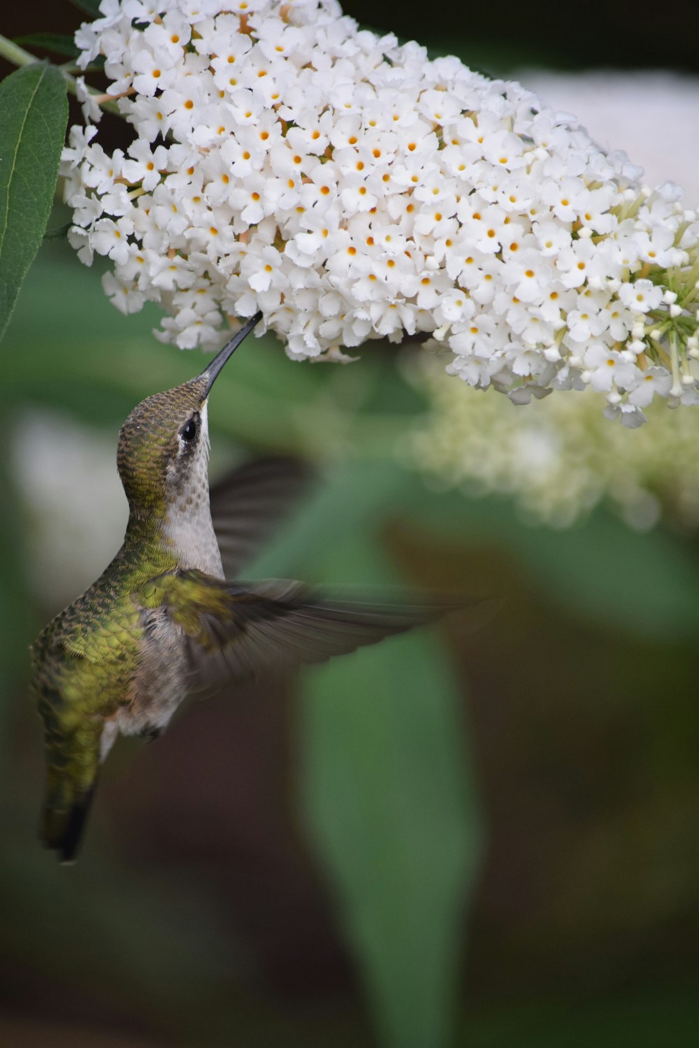 green and gray humming bird flying near white flowers