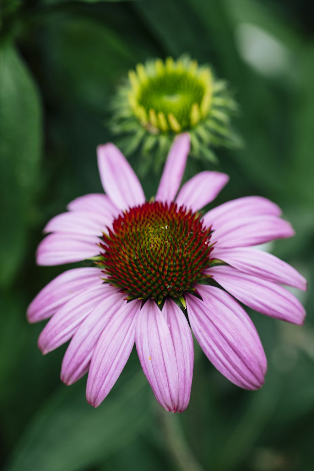 pink flower in tilt shift lens