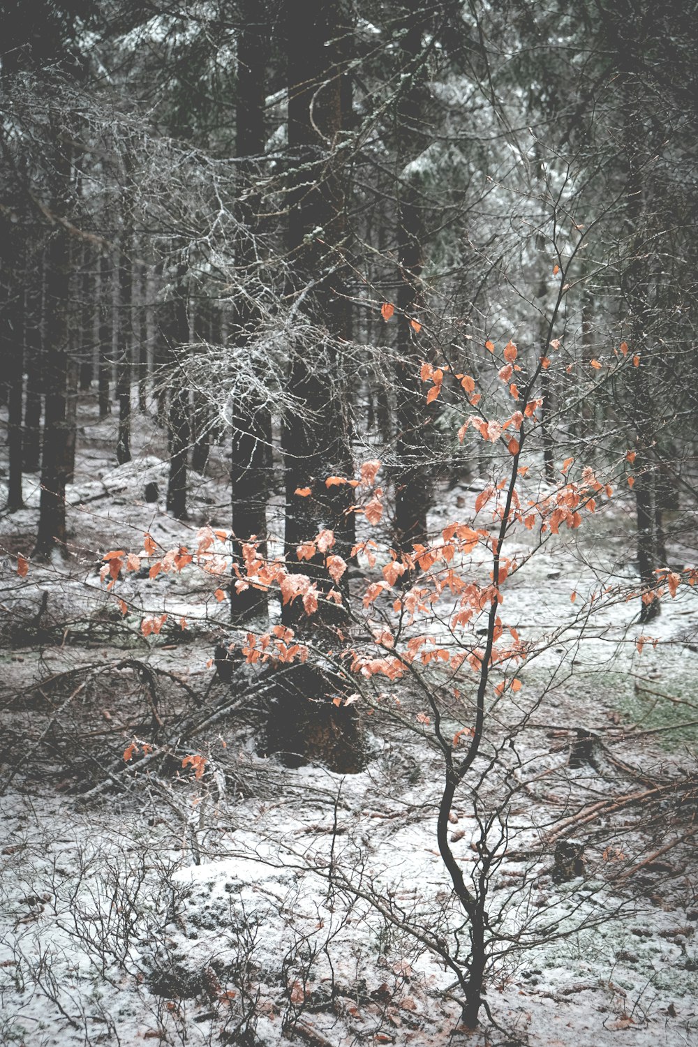 foglie marroni su terreno circondato da alberi
