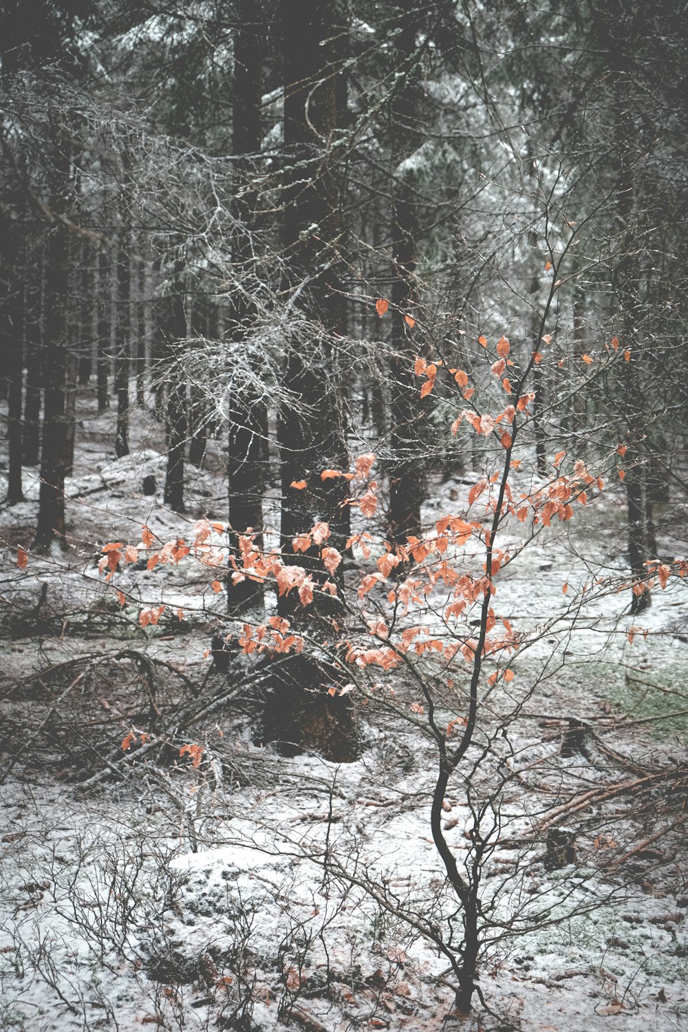 feuilles brunes sur le sol entouré d’arbres