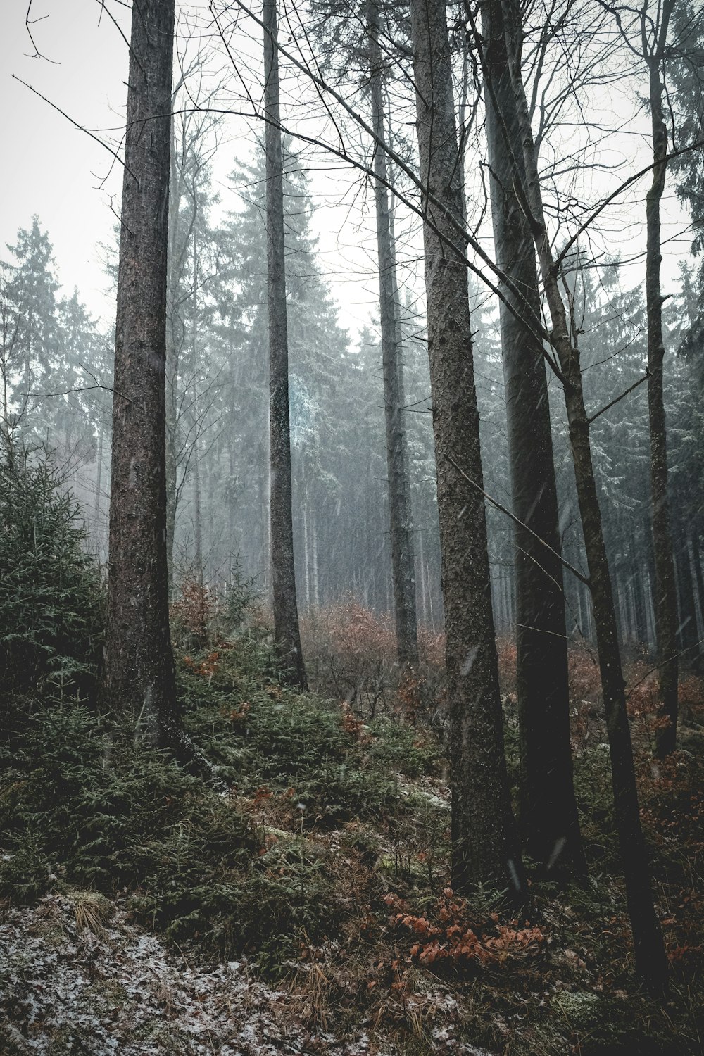 brown trees on forest during daytime