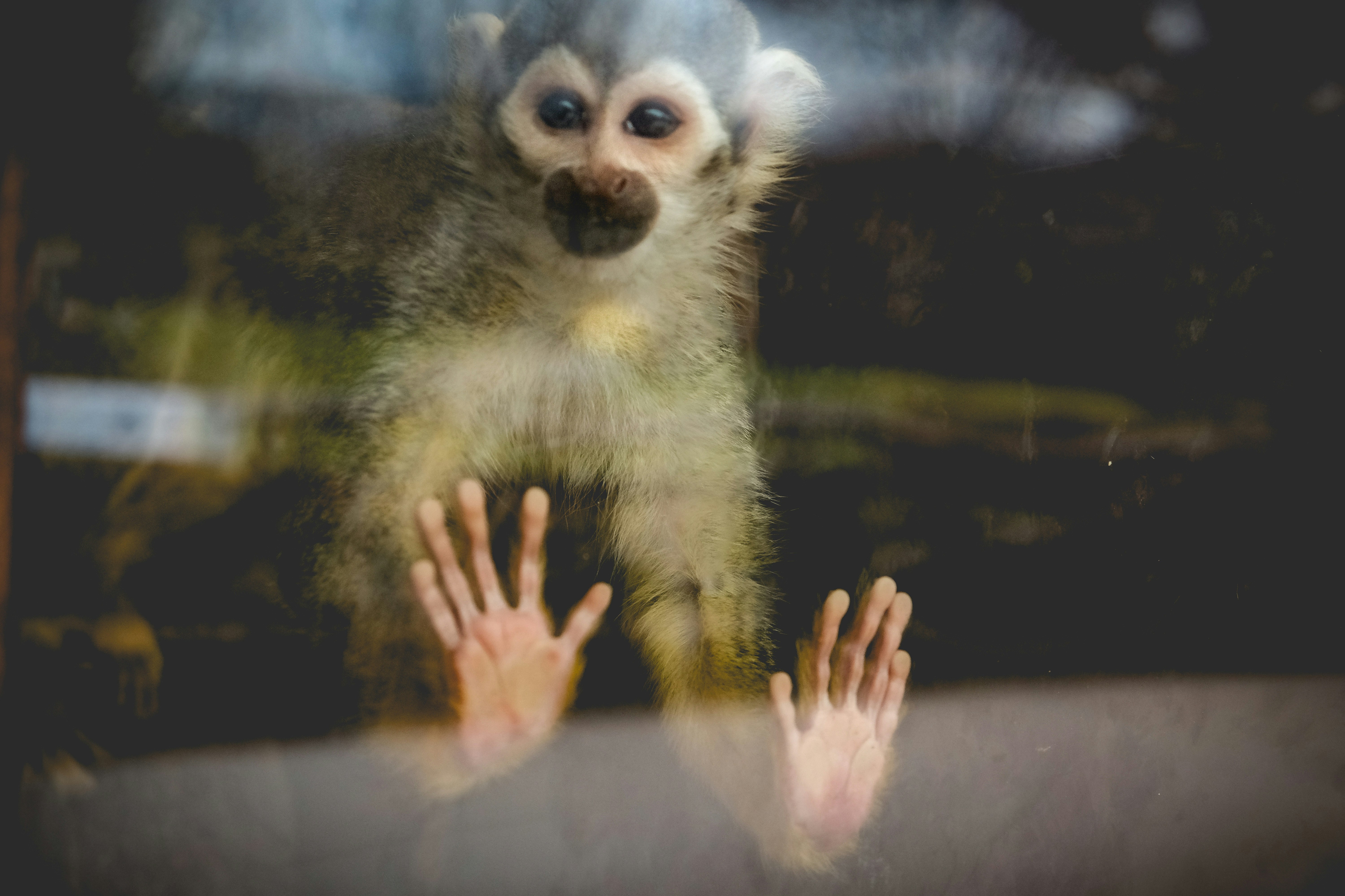 brown and white monkey on brown wooden surface