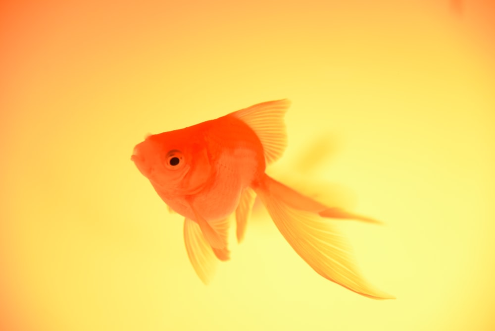 orange and white fish in water