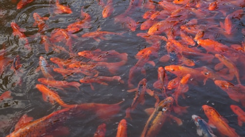 A large group of vibrant orange koi fish swims closely together in dark, rippling water. The fish are densely packed, with some small bubbles indicating movement and interaction among them.