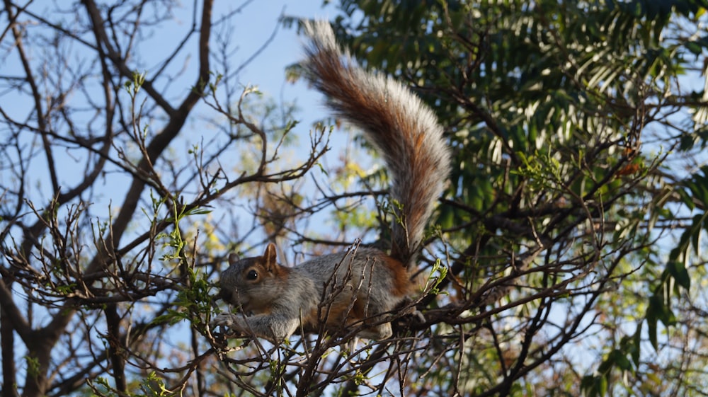 brown squirrel on brown tree branch during daytime