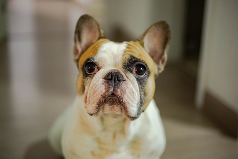 white and black short coated dog