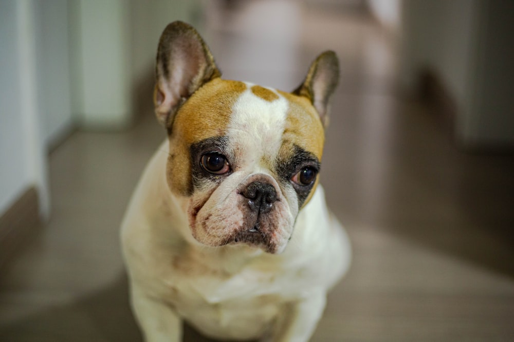 white and brown short coated small dog