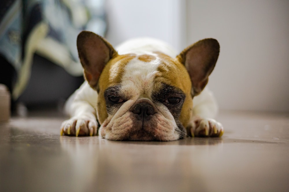 white and brown short coated small dog lying on floor