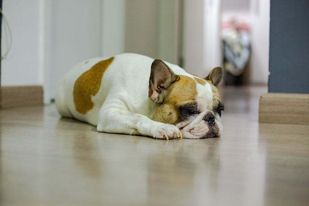 white and brown short coated dog lying on floor