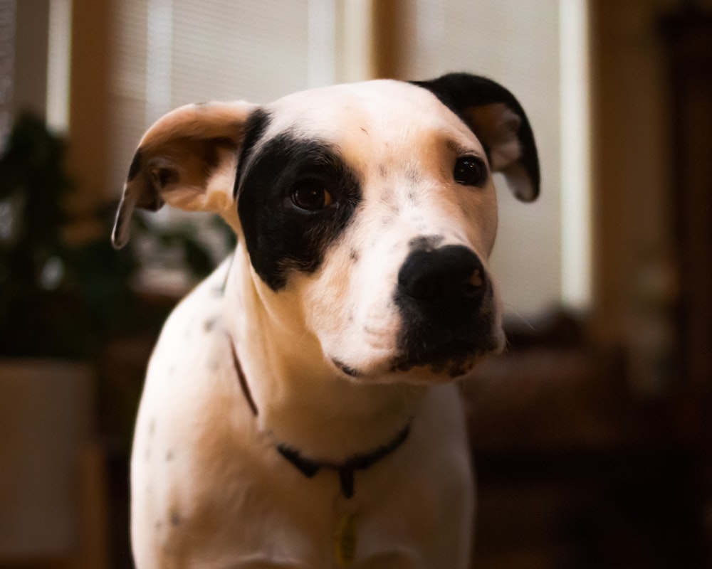 white and black short coated dog