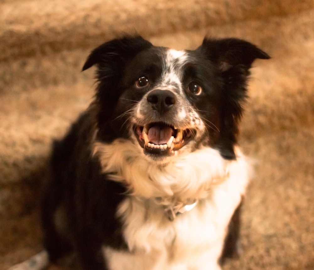 black and white border collie