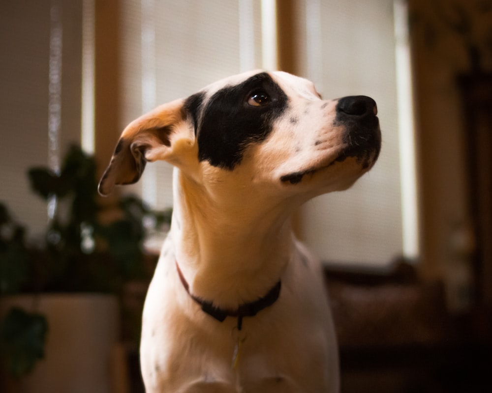 white and black short coated dog