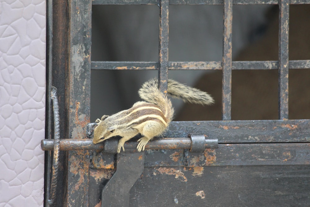 brown squirrel on black metal fence