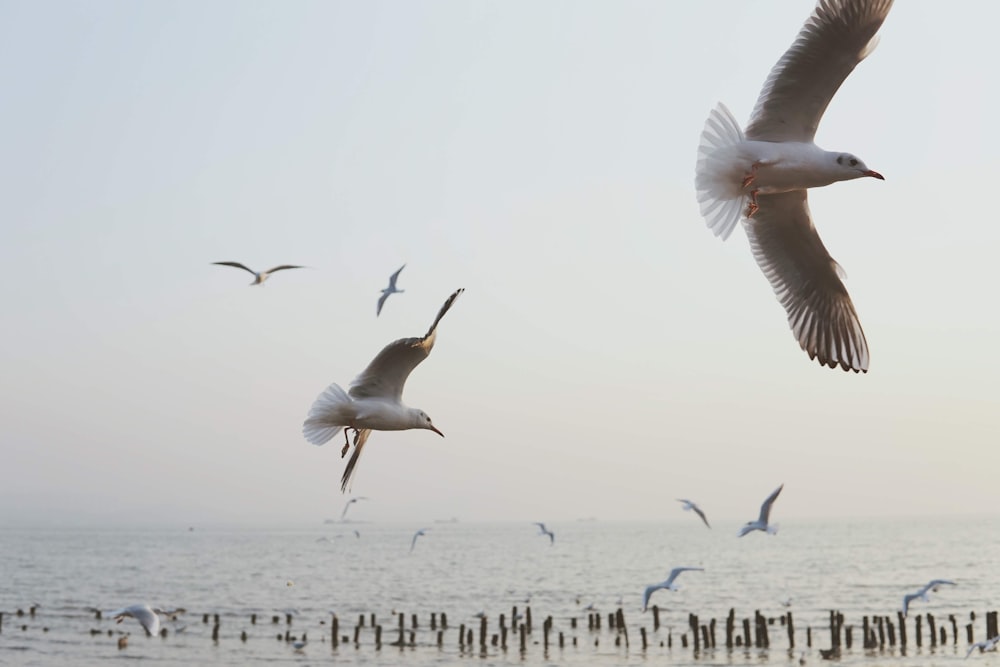 white birds flying over the sea during daytime