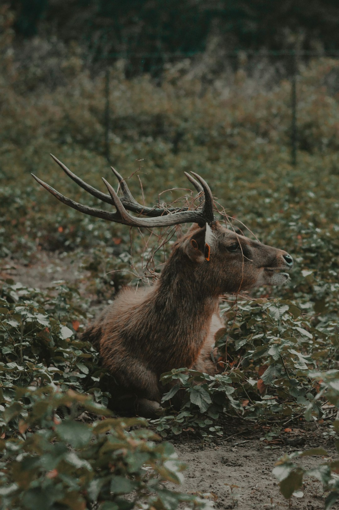 Wildlife photo spot Maliran Batu