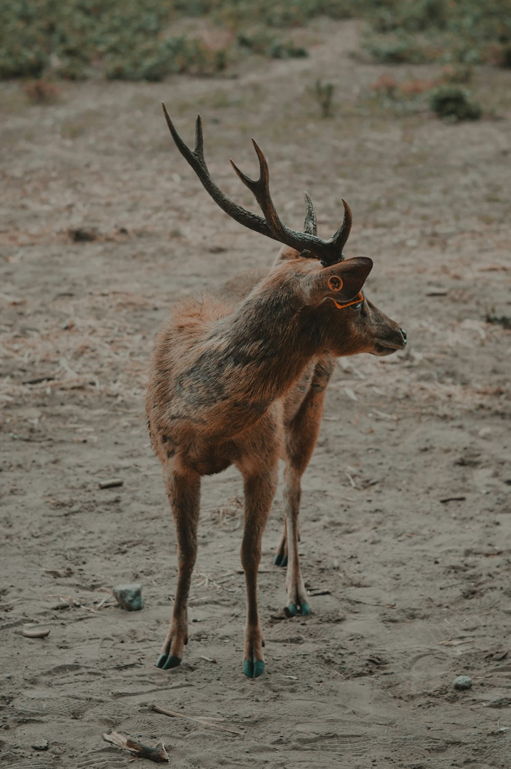 brown deer on brown sand during daytime