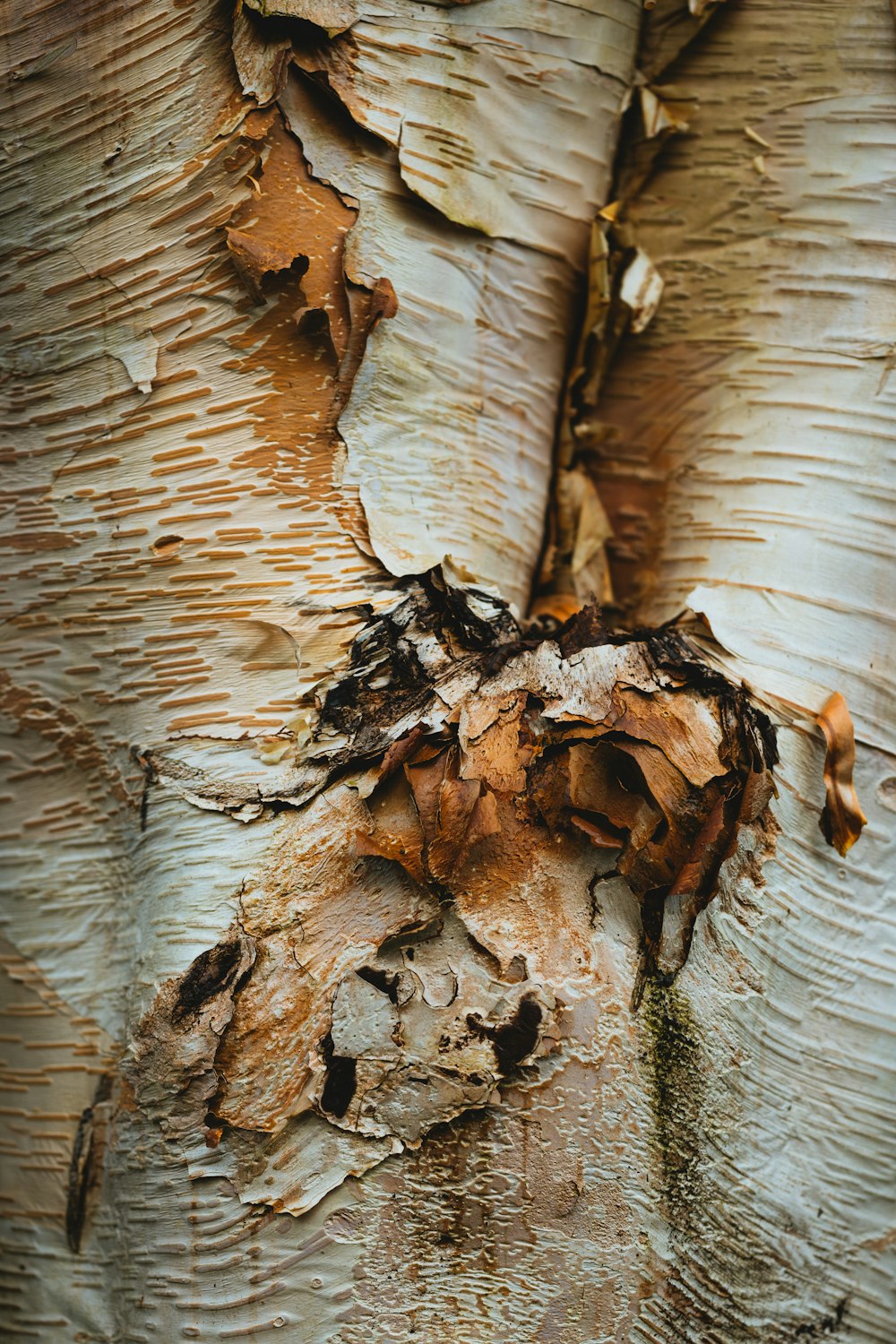 brown wood log on water