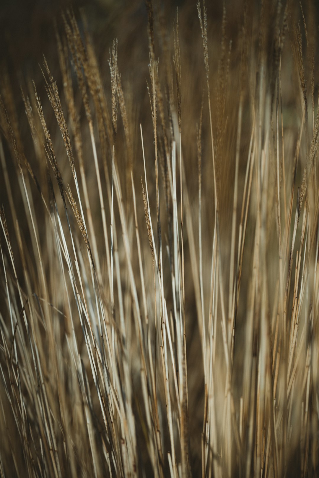 brown wheat field during daytime