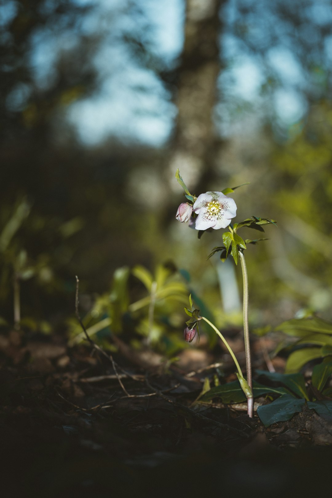 white flower in tilt shift lens