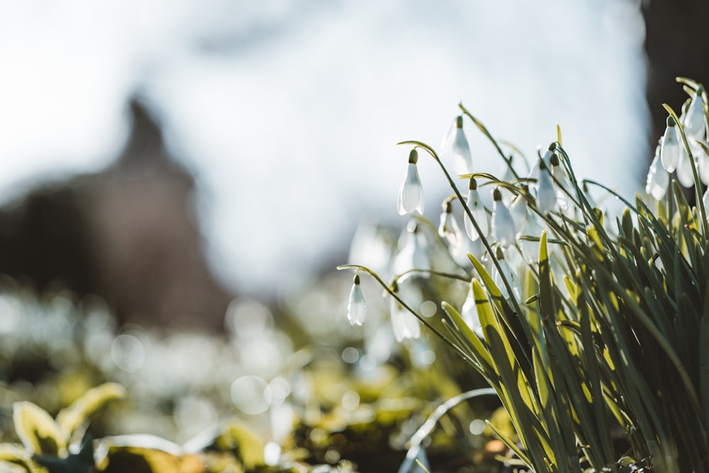 green plant with white flowers