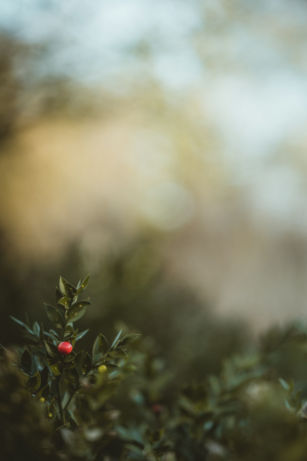 red and green plant in tilt shift lens