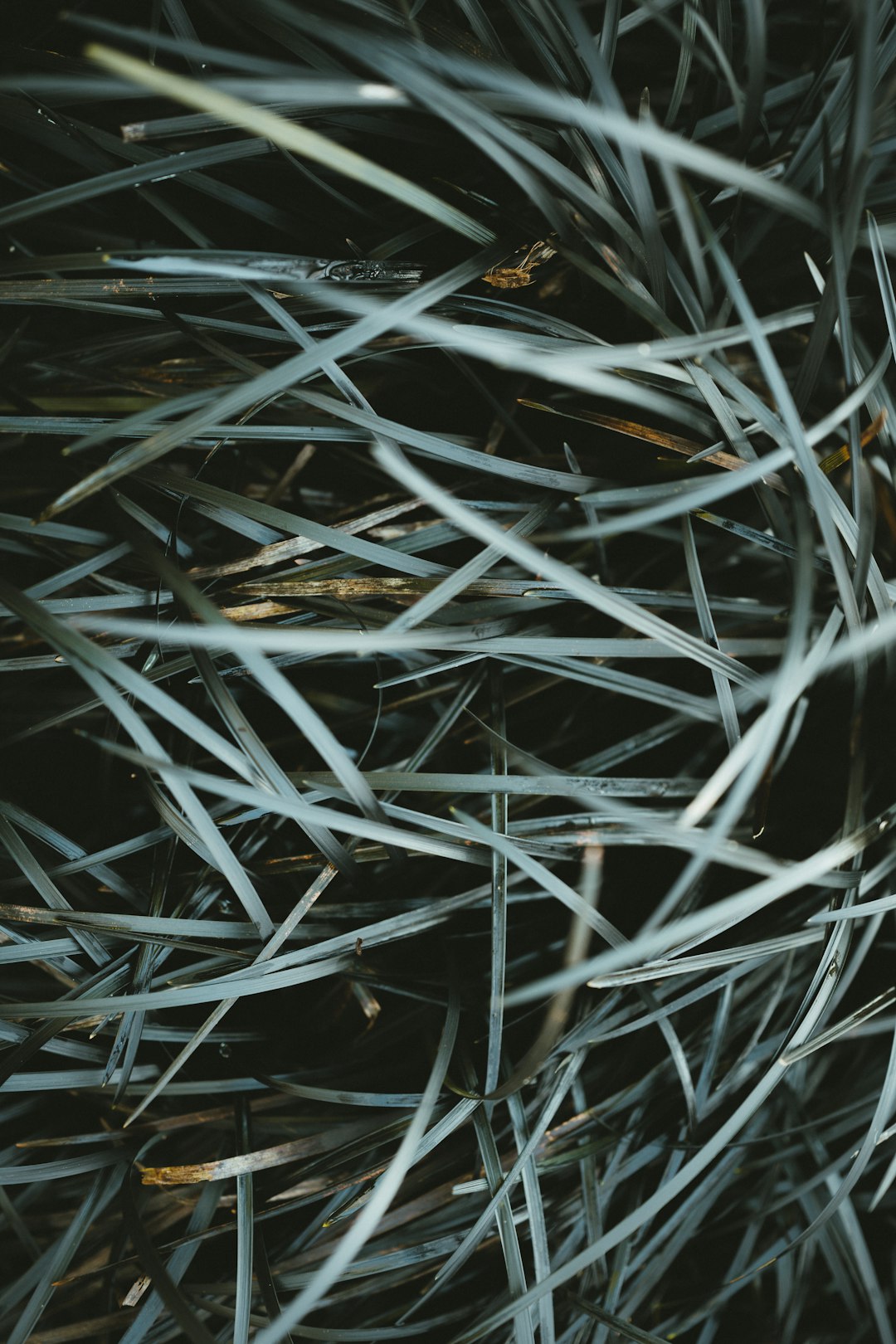 white and gray grass in close up photography