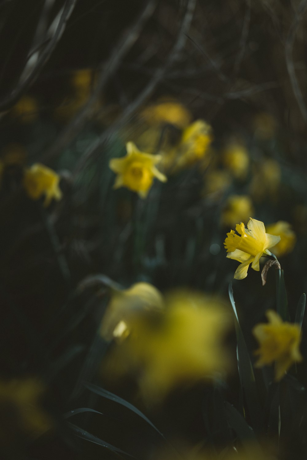 yellow flower in tilt shift lens