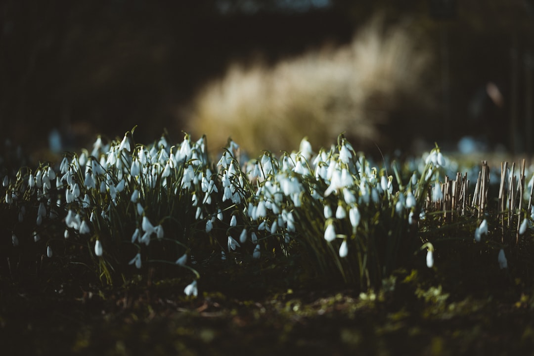 white flowers on brown soil