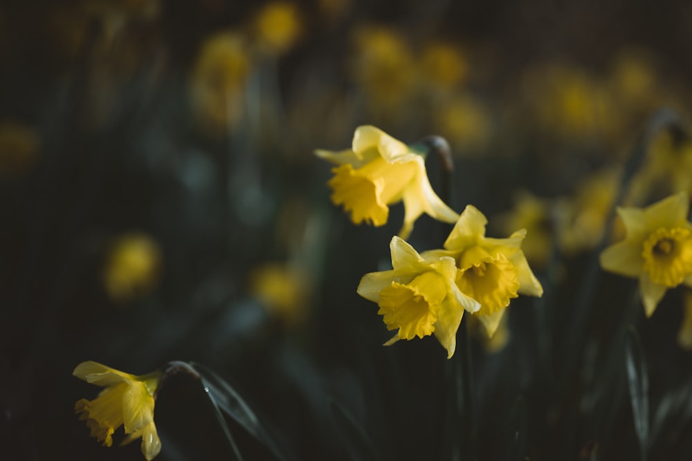 yellow flower in tilt shift lens