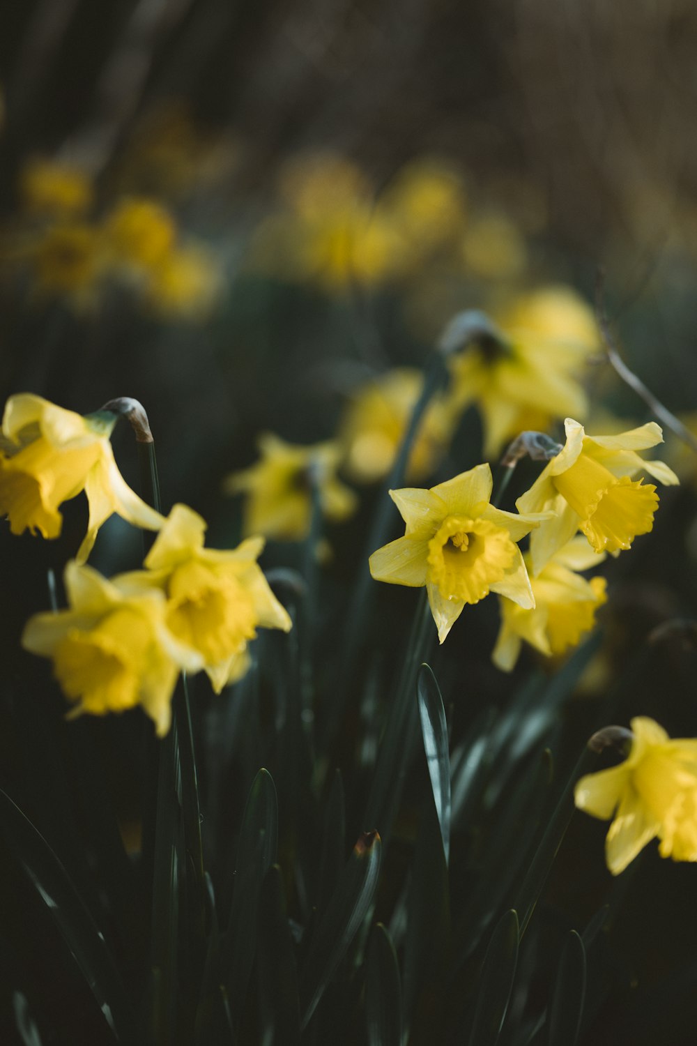 yellow daffodils in bloom during daytime