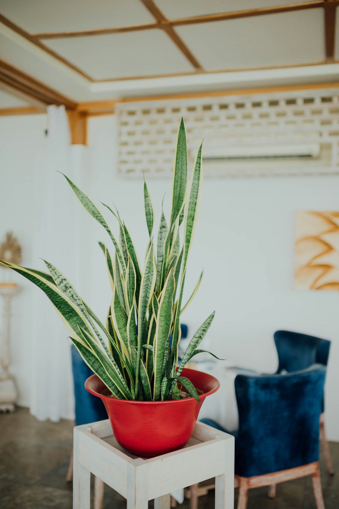 green snake plant on brown clay pot