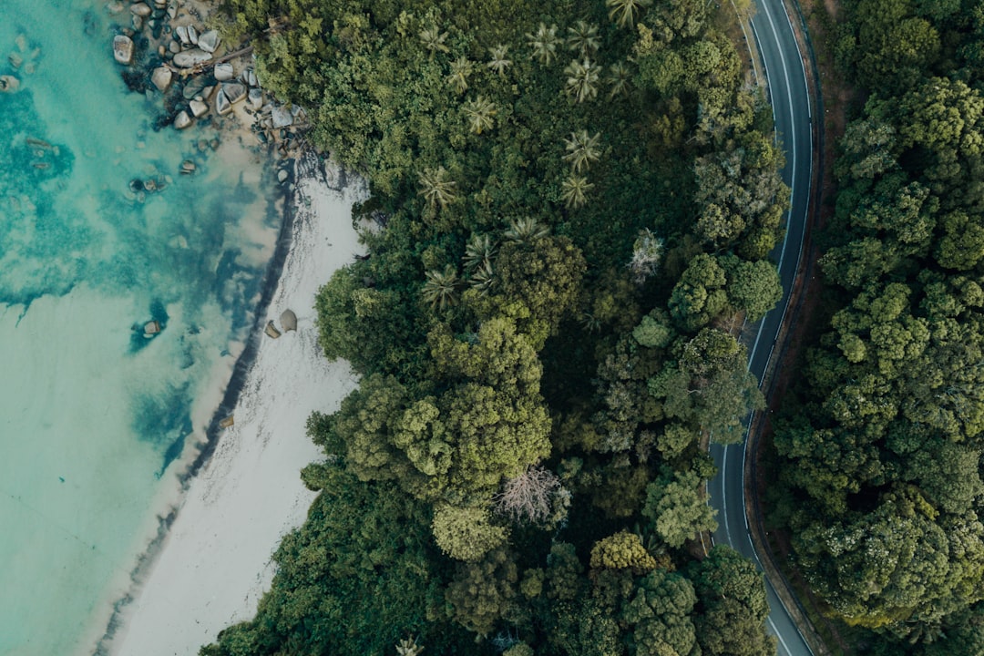 green trees beside body of water during daytime