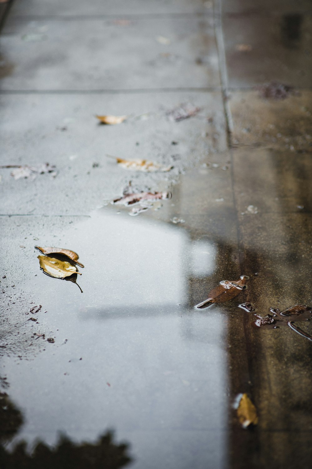 brown and black bird on gray concrete floor