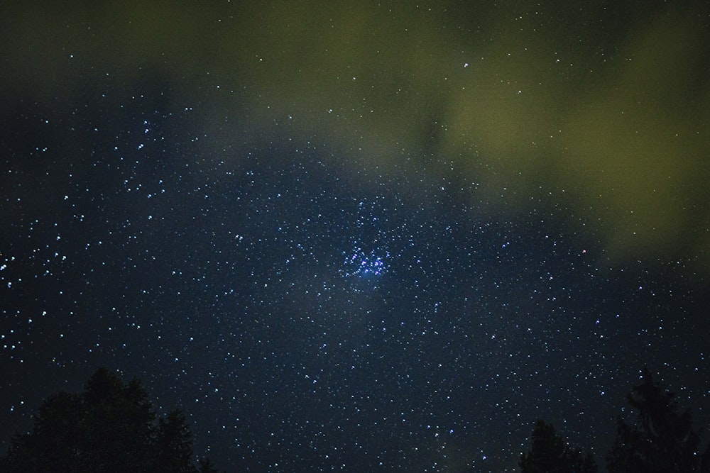 starry night over the trees