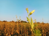 A lush field with tall, green plants growing under a clear blue sky. The foreground features a close-up of a single plant with a budding flower, suggesting a healthy agricultural landscape.