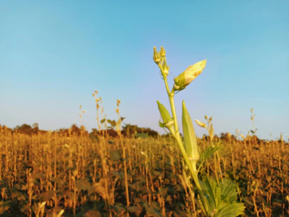 A vibrant field of giant king grass under a bright sky, symbolizing biomass innovation.