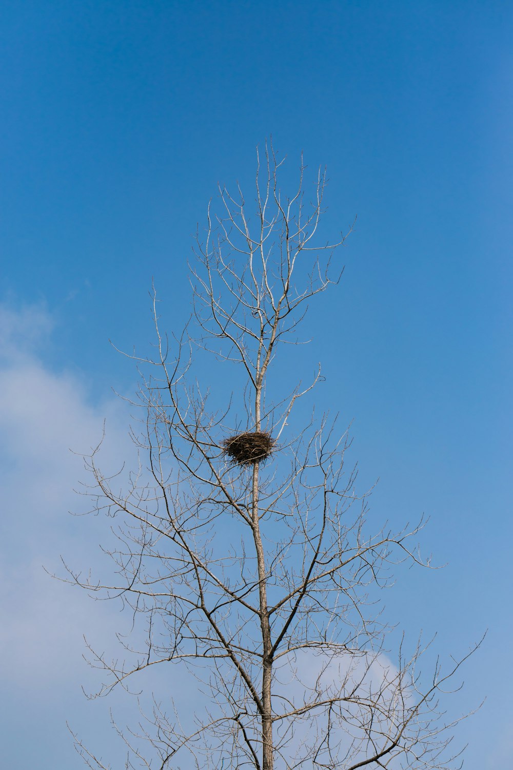 brown bare tree under blue sky during daytime